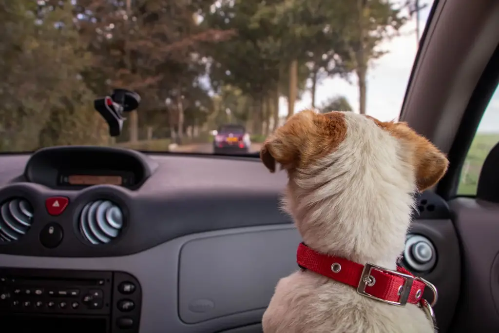 Tips Going On A Road Trip With Your Dog